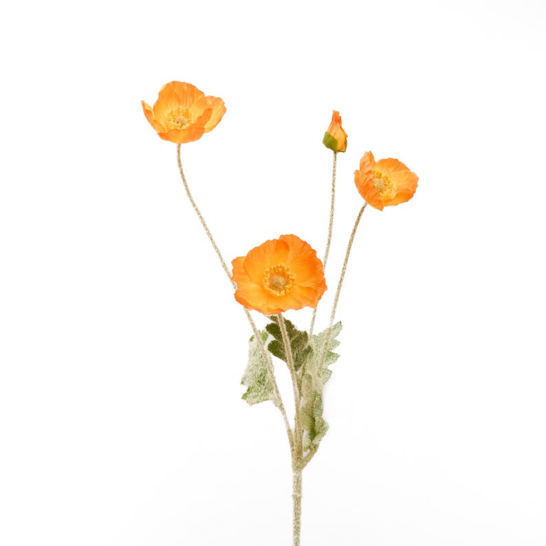 May include: A single stem of orange poppy flowers with green leaves. The flowers are in various stages of bloom, with some fully open and others still in bud.