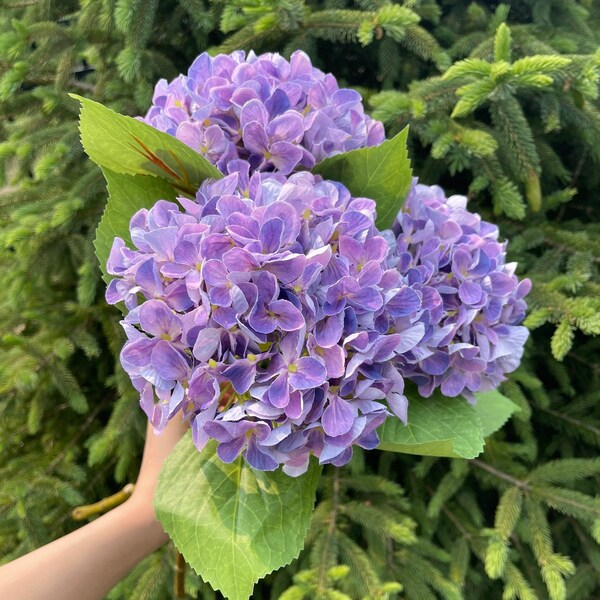 Silk Hydrangea Etsy
