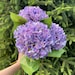 see more listings in the Hydrangeas section