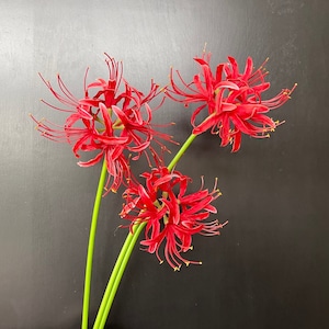26" Red Spider Lily Stem / Fiore artificiale / Fai da te / Floreale / Decorazione per matrimonio/casa / Regali - Rosso