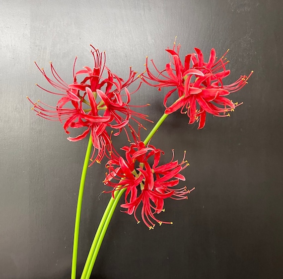 26" Faux Red Spider Lily Stem - Artificial Flower - Red
