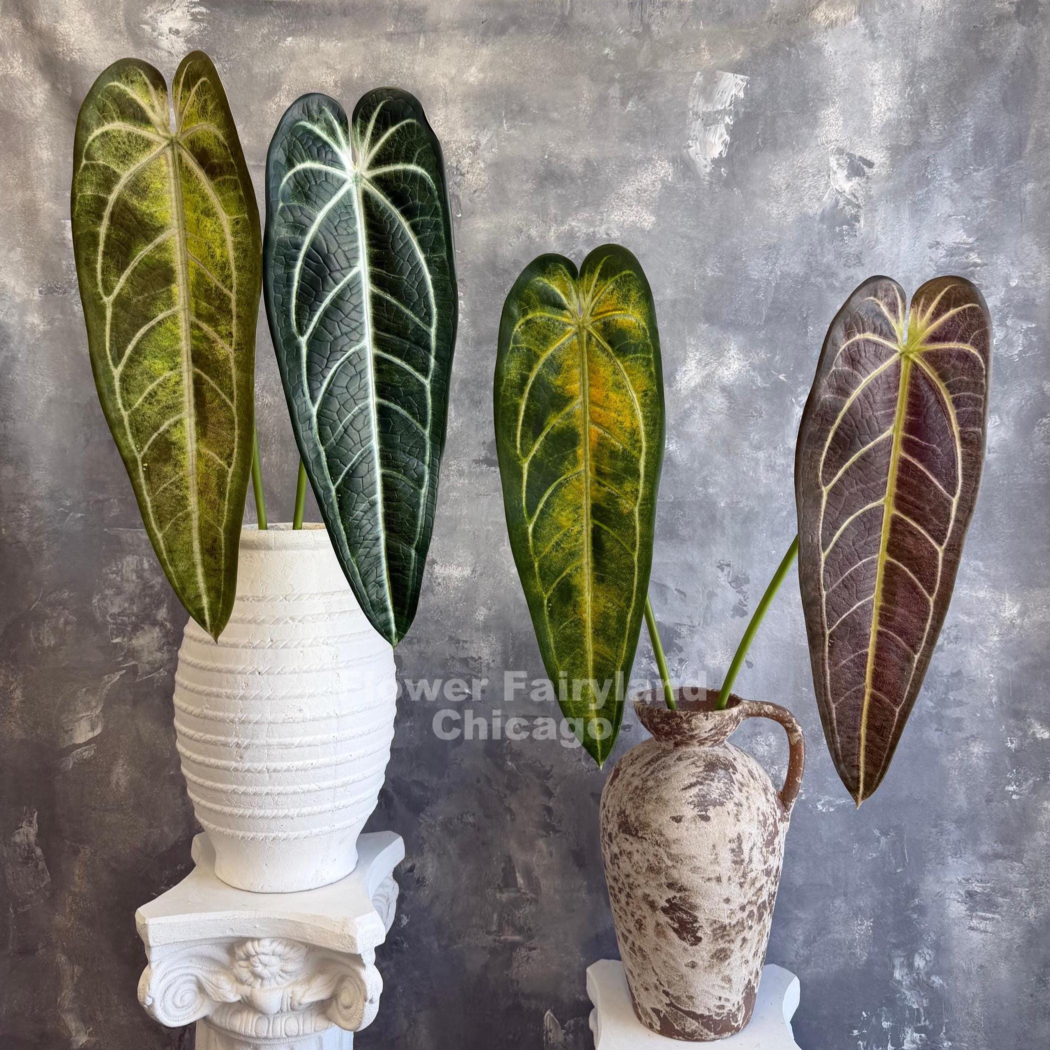 g*き様 Anthurium Crystallinum Variegated Anthurium Crystallinum Variegated - Etsy Canada