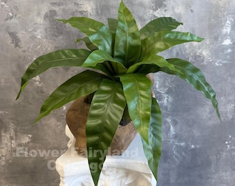 Austral Gem Fern Plant in 6 Inch Pot - Asplenium Bird's Nest - Etsy