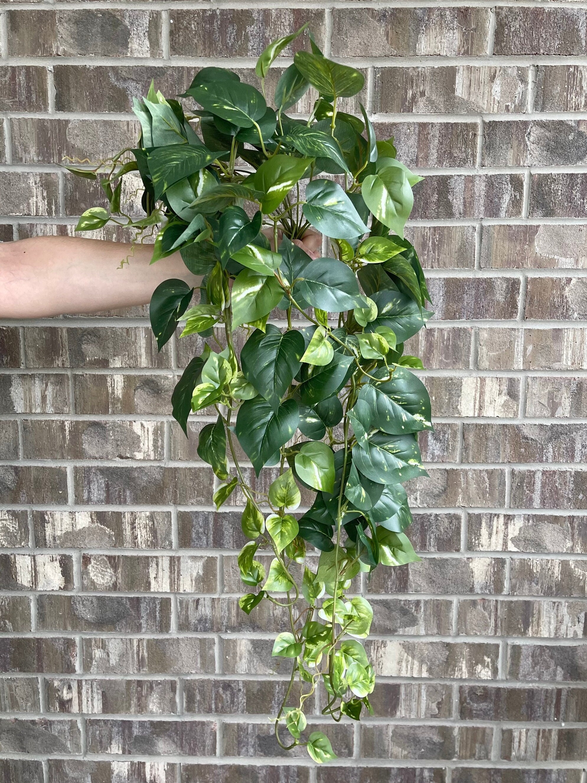 real snake plant 3-5 FT Snake Plant (trifasciata)- NYC, NJ, CT, Boston, Providence,  Washington DC, Baltimore, Philadelphia, Princeton, Long Island, and Upstate  NY Local Plant Delivery  Dahing Plants