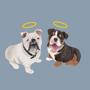 May include: Two white and brown English Bulldogs with halos above their heads. The dogs are sitting and looking at the viewer.