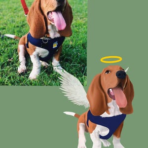 May include: A brown and white basset hound dog with a halo and wings. The dog is wearing a blue harness and has its tongue sticking out.