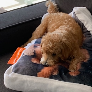 DOG or CAT bed, personalised pet bed where comfort meets luxury. Your pet&#39;s new favorite spot! Snuggle time just got a serious upgrade!
