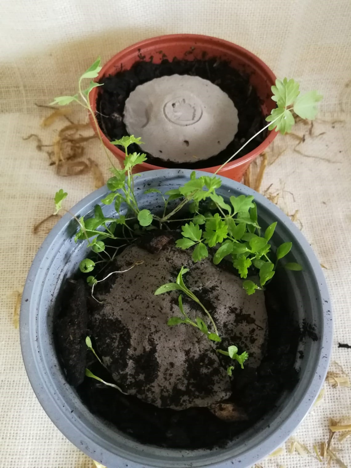 Horse Herb Seed Flatty Patty bringing biodiversity to horses Etsy