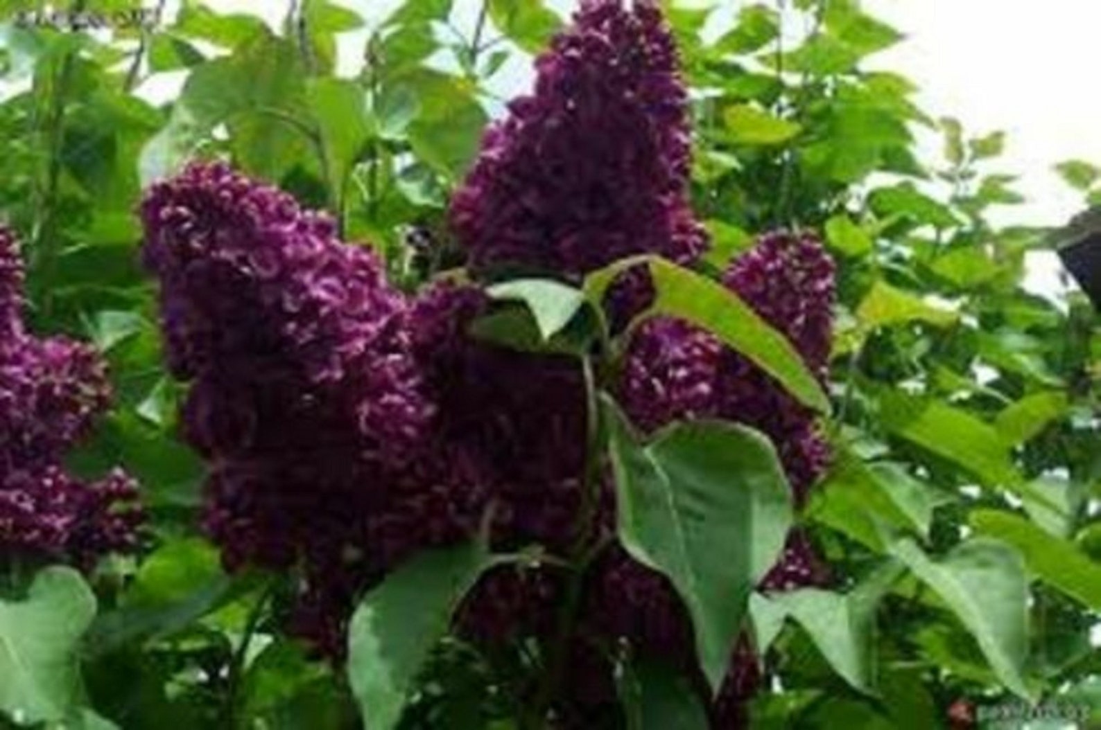 Syringa 'Monge' Lilac Fragrant Starter plant Etsy