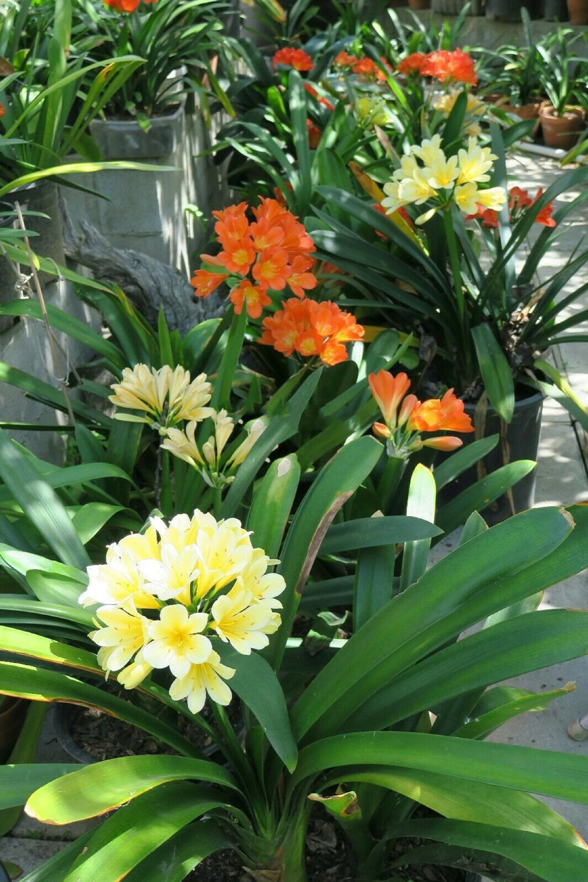 Mix color clivia seeds from different plants 10 fresh seeds Etsy