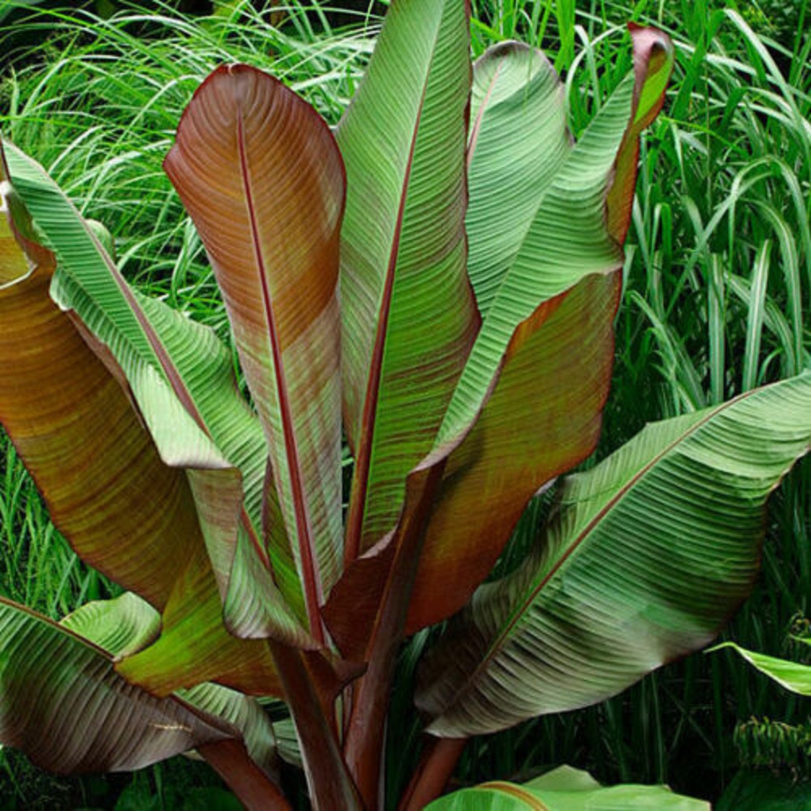 Ensete Maurelii Red Abyssinian Banana Ensete plant Etsy