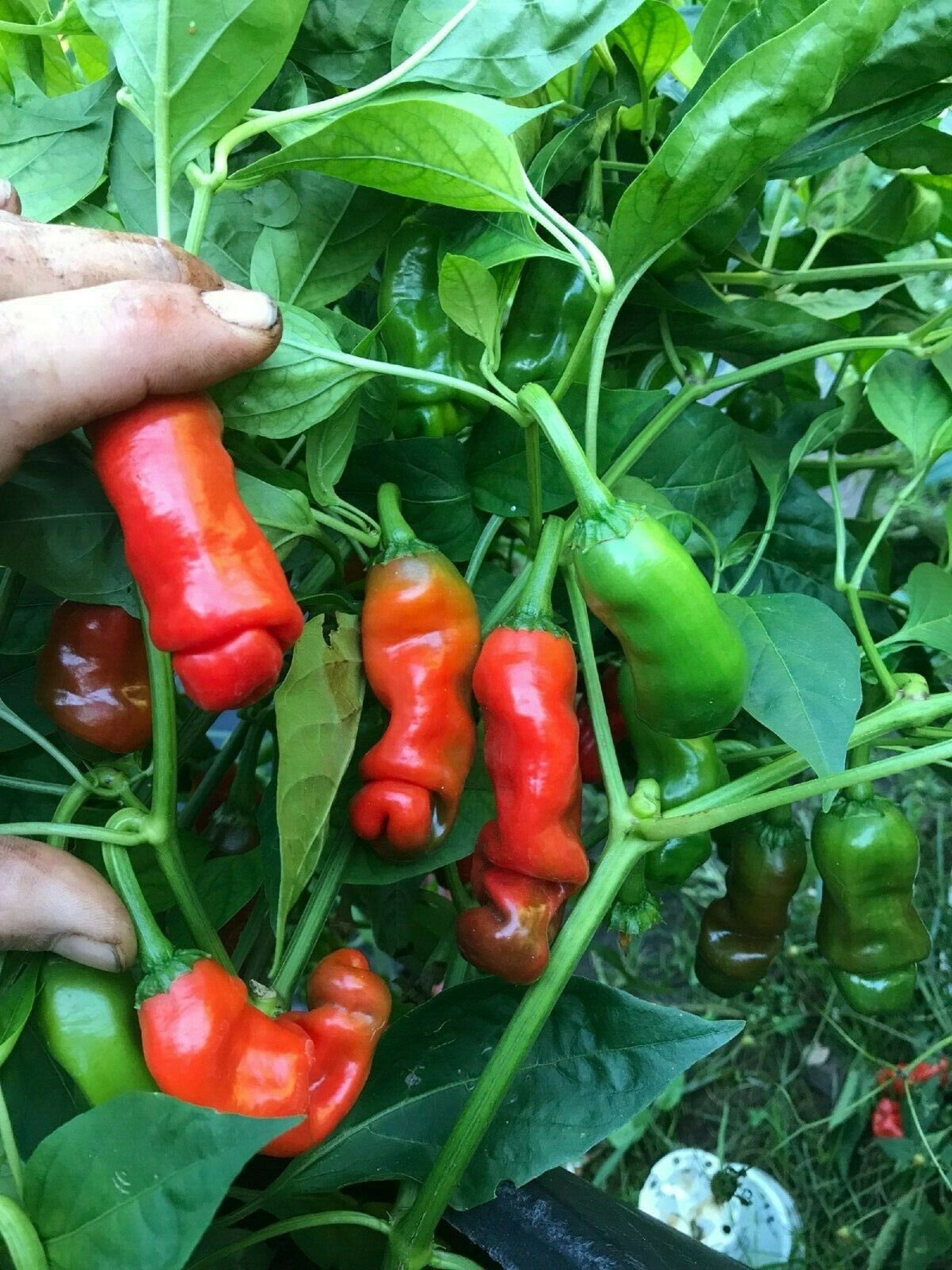 Lot of 3 Live PETER PEPPER PLANTS A Hot Pepper Shaped Like a Etsy