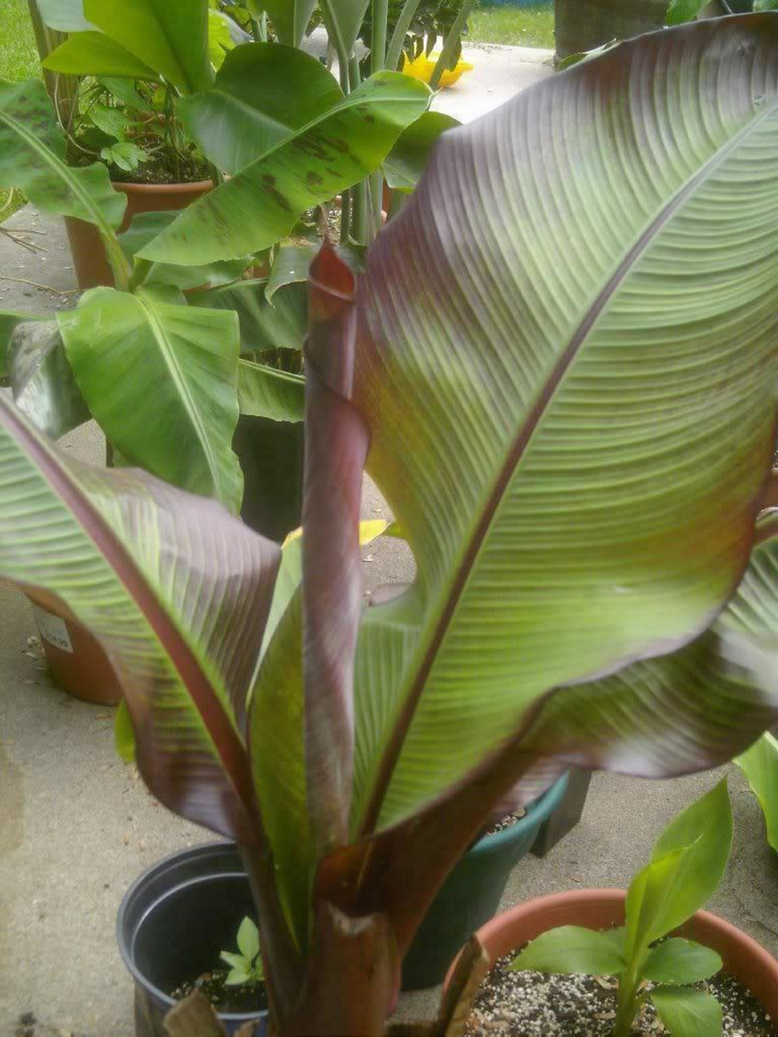 Ensete Maurelii Red Abyssinian Banana Ensete plant Etsy