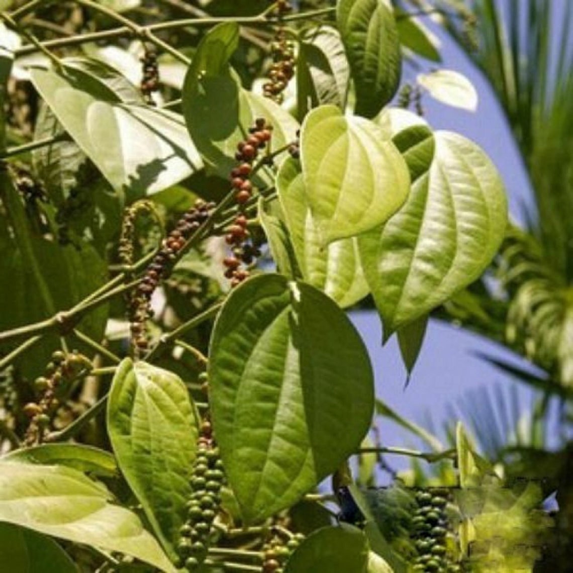 Piper nigrum Black Pepper LIVE PLANT spice garden herb Etsy