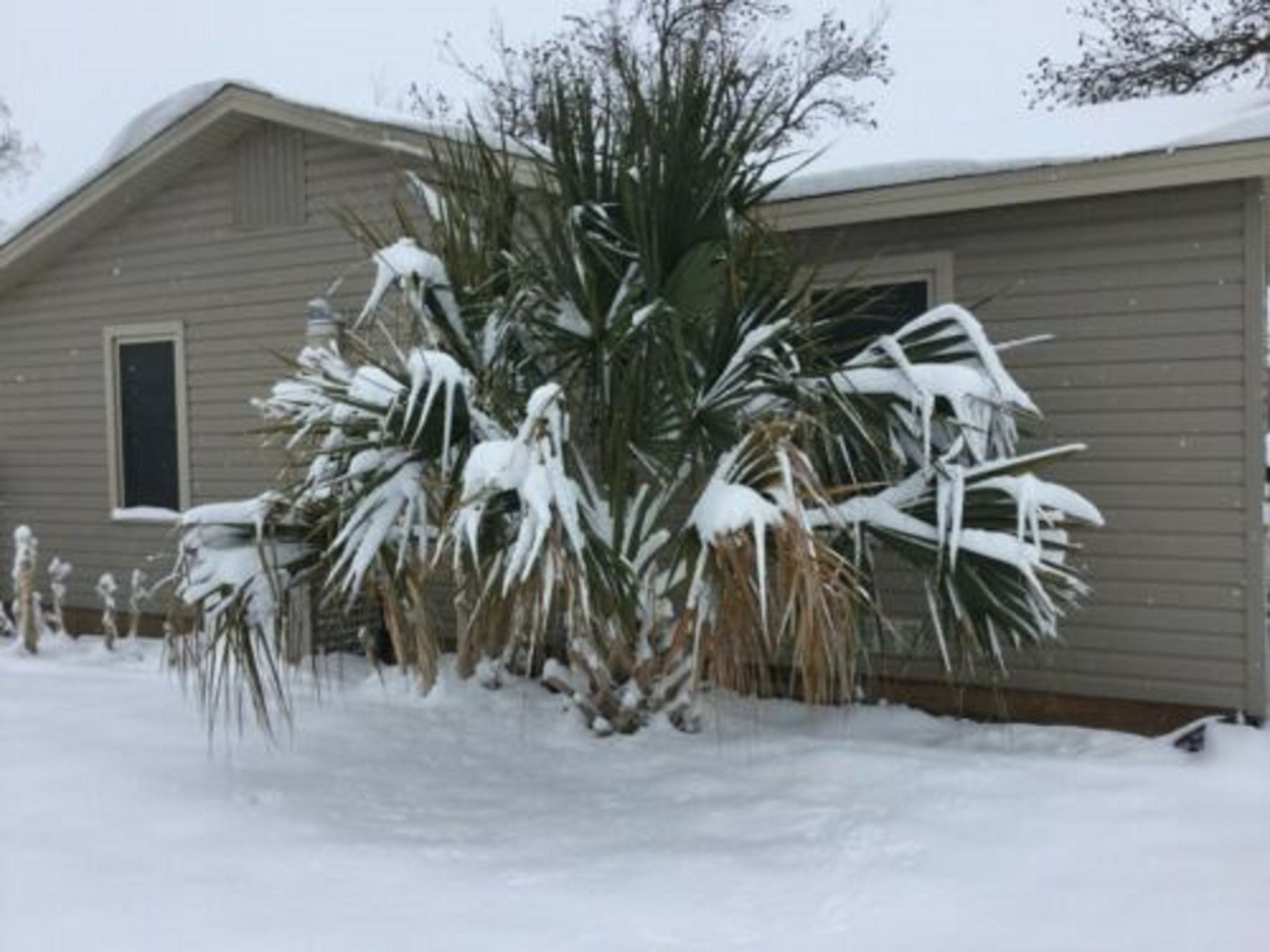 Cold Hardy Palm Tree Sabal Birmingham Seedling 3 year old Etsy