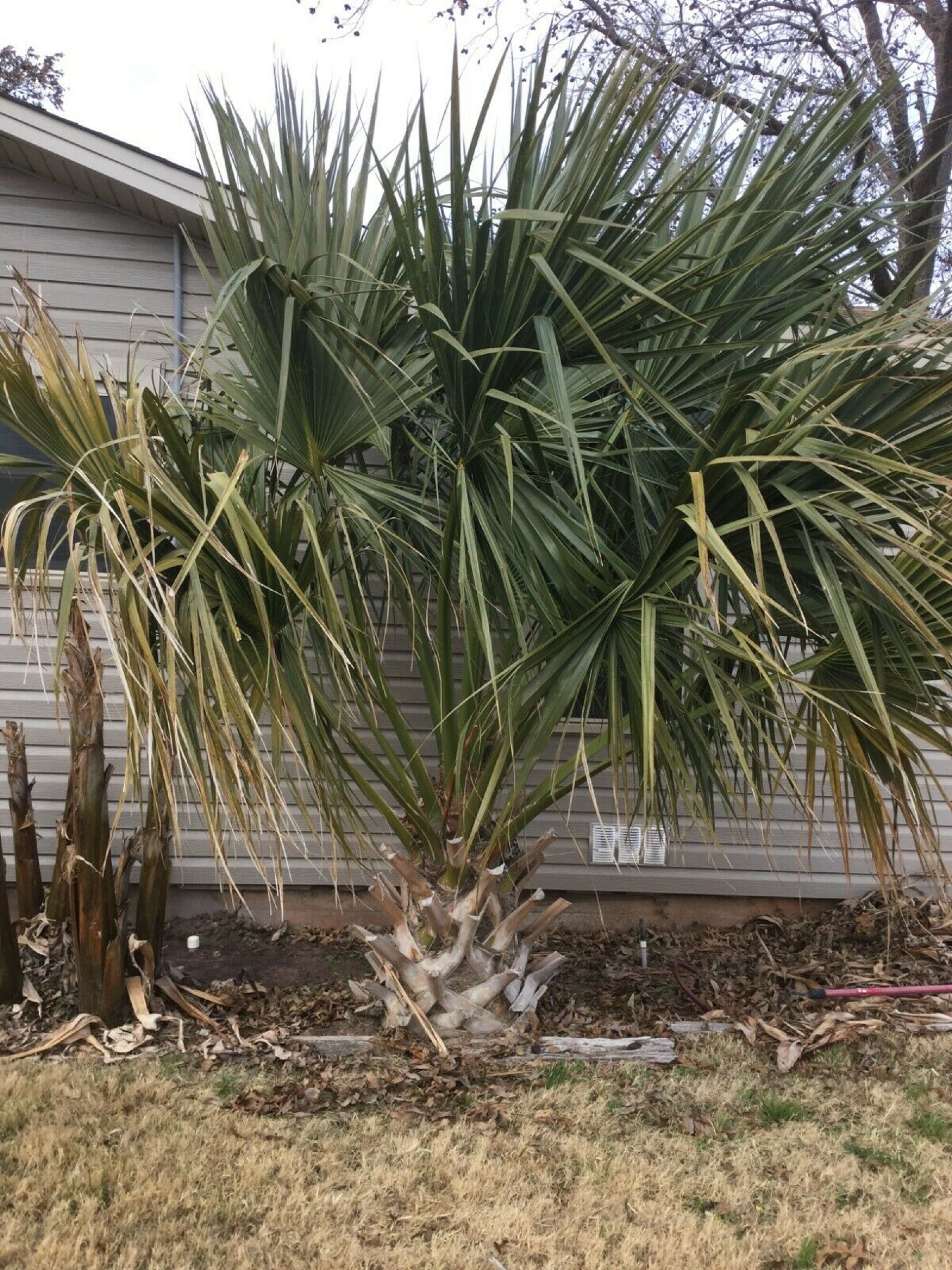 Cold Hardy Palm Tree Sabal Birmingham Seedling 3 year old Etsy