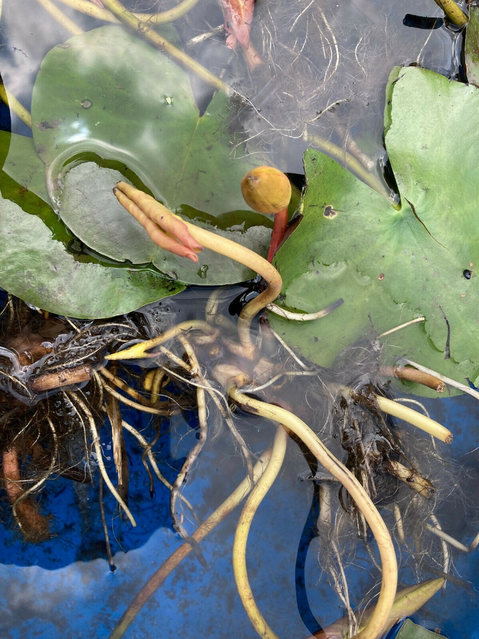 Hardy Water Lily Pad Tuber Rhizome White With Established Etsy