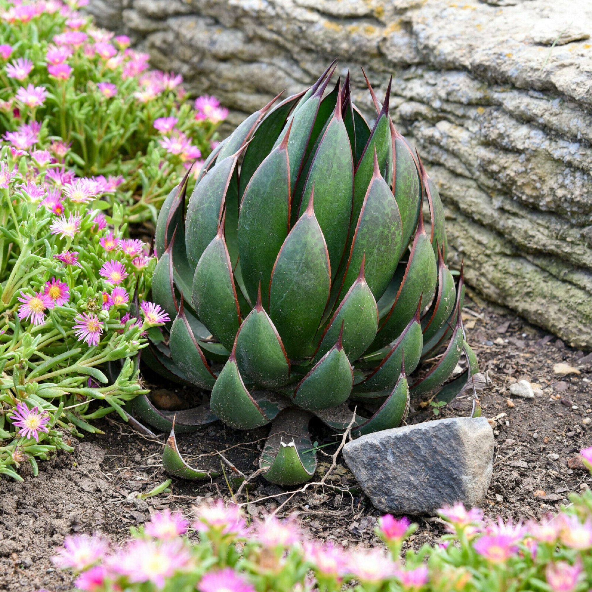 Praying Hands Mangave Starter Plant Agave/Manfreda Etsy