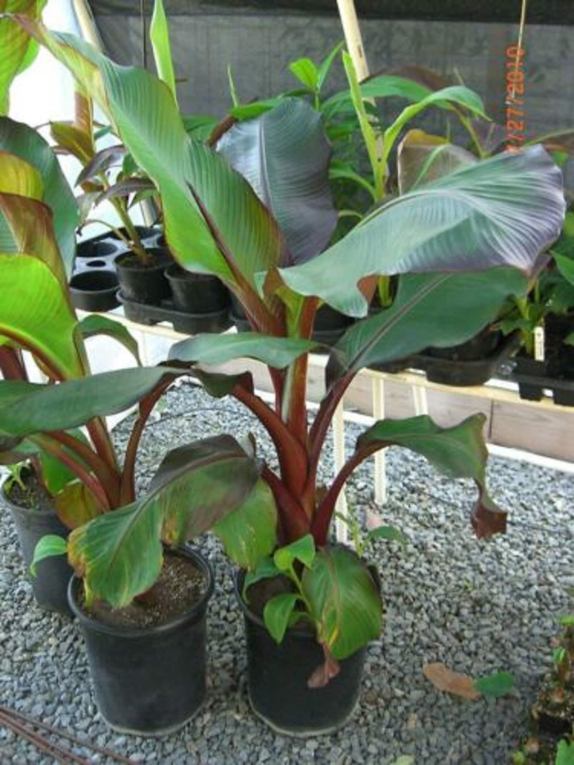 Ensete Maurelii Red Abyssinian Banana Ensete plant Etsy