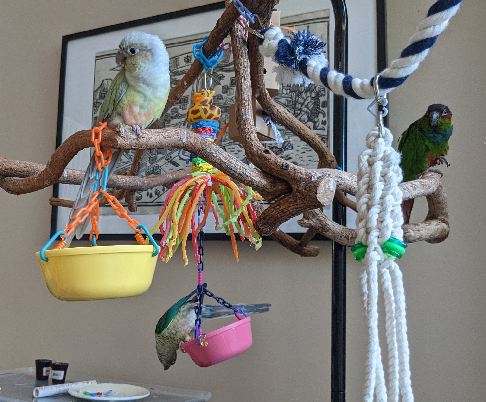 Bird Play Gym Etsy Canada