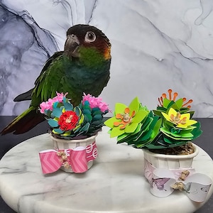 Single Serving Succulents (for birds!)