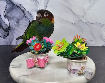 Suculentas en porciones individuales (¡para pájaros!)