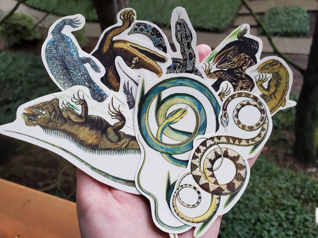 Reptile Sticker Pack - Etsy