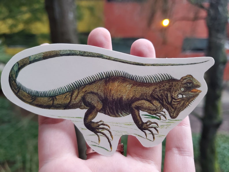 Reptile Sticker Pack Etsy