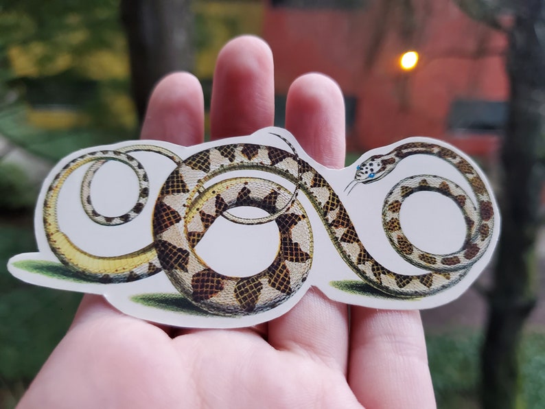 Reptile Sticker Pack Etsy