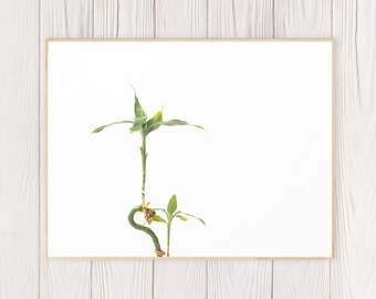 Bamboo Plant Wall Art, Plant Photo, Printable Picture, Digital Download, Home Decor