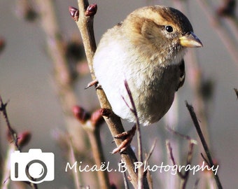 Photo bird Fine Art Print