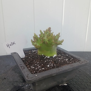 Desert Rose Adenium Arabicum, (HULK)