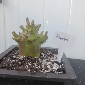 Desert Rose Adenium Arabicum, (RAMBO)