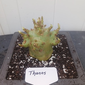 Desert Rose Adenium Arabicum, (THANOS)