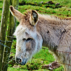 Photo Print of Donkey, donkeys in Ireland, mounted photographic prints of animals, cute donkeys, wall art, home decor photographs, pictures.