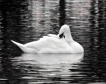 Photo print of Swan and reflection in water, bird animal creature picture, black and white, home decor, wall hanging, artistic photograph.