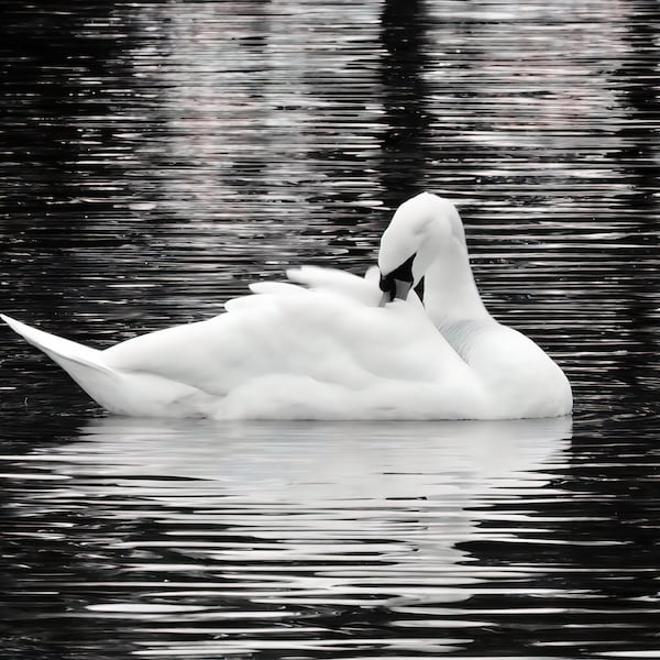 Photo print of Swan and reflection in water, bird animal creature picture, black and white, home decor, wall hanging, artistic photograph.