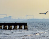 Belfast Cranes photo print, Whiteabbey coal quay, Titanic Quarter, Harland and Wolff, wall art, home decor, Northern Ireland, seagull flying