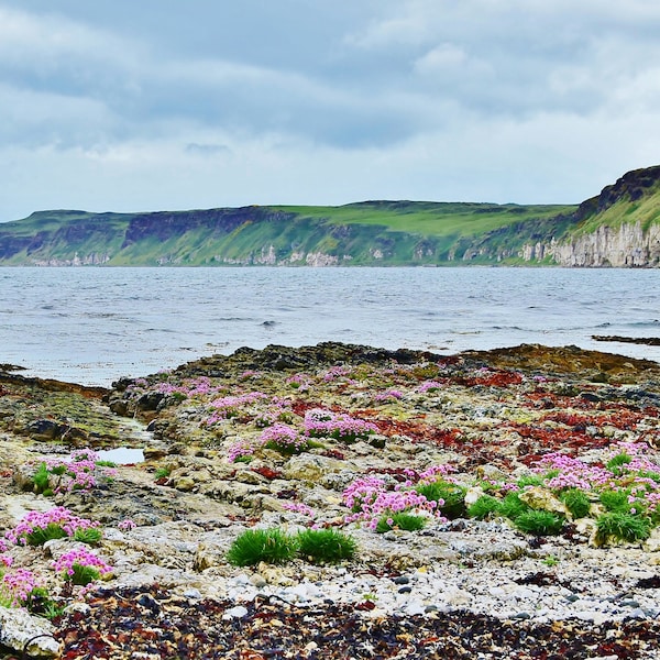 Photo print Rathlin Island, sea pink thrift, seaside flowers, wall art home decor, chalk white cliffs, rocky shore plants, Armeria maritima.