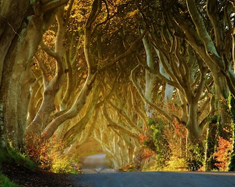 Photo print of The Dark Hedges, The Kings Road, film tv locations, Northern Ireland, Ireland, Bregagh Road, wall art home decor famous trees