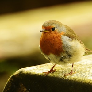 Fotoprint van Robin Redbreast, Robin Redbreast, Robins, vogels, tuinvogels, kleine vogels, woondecoratie, wandkleden, wilde vogelfoto