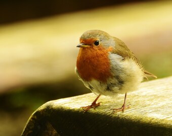 thumbnail image 2 of Little Robin Redbreast: 9781558585515: Mother Goose, Shari Halpern 2 of 9