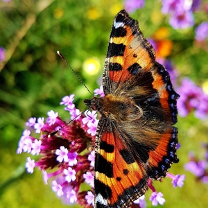 Small Tortoiseshell Butterfly, Butterflies, wild insects, garden insects, photos of butterflies, wall art, home decor, artistic photographs. image 1