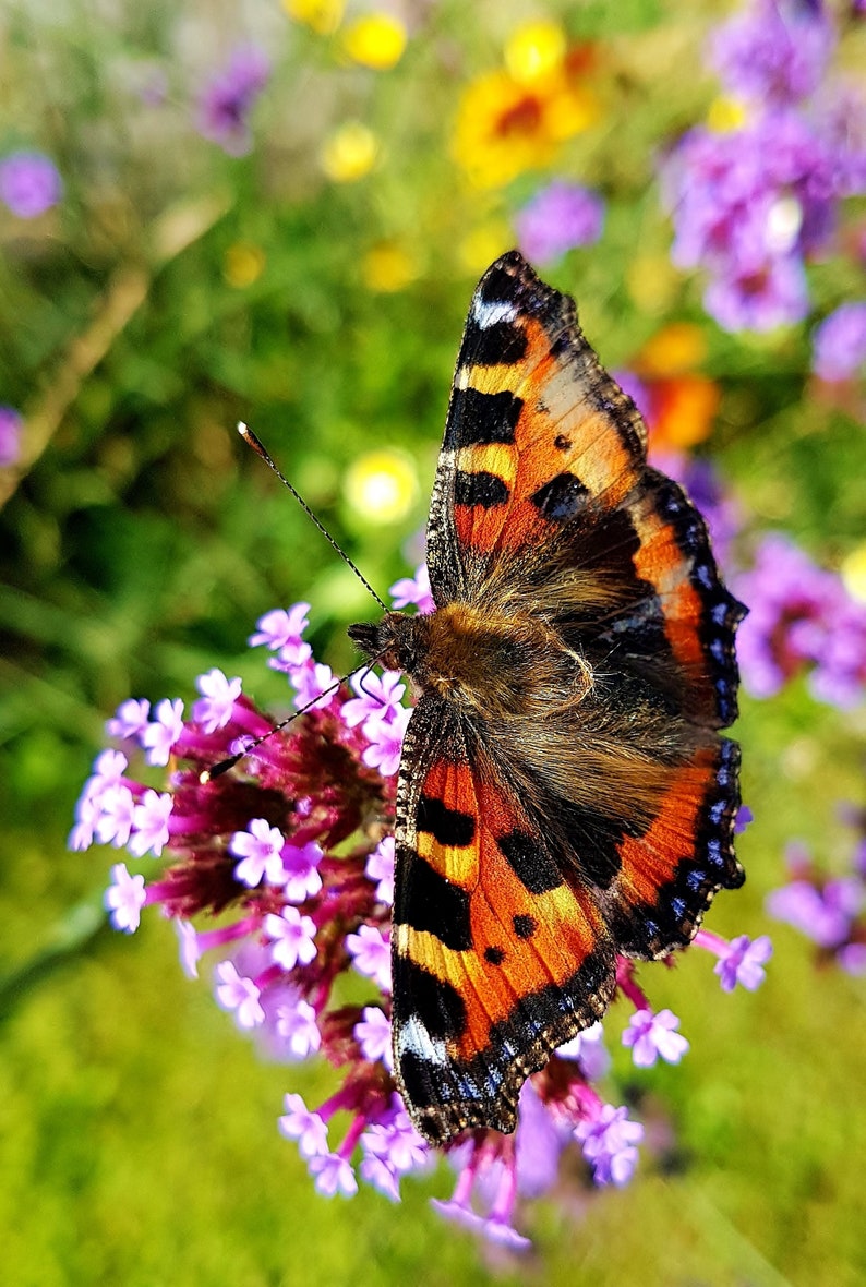 Small Tortoiseshell Butterfly, Butterflies, wild insects, garden insects, photos of butterflies, wall art, home decor, artistic photographs. image 1