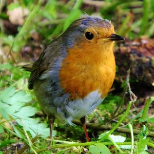 Stampa fotografica di Robin Redbreast, piccolo pettirosso carino, pettirossi in giardino, uccelli selvatici, immagine dell'uccello pettirosso, arte della parete, arredamento per la casa, uccellino