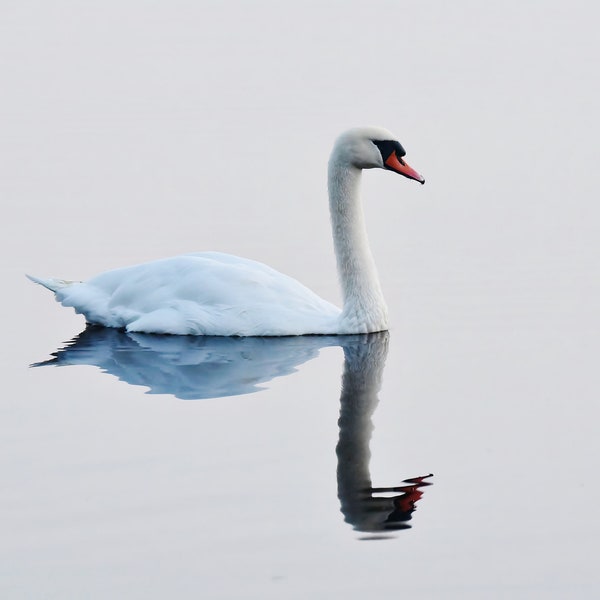 Photo print of Swan and reflection in water, bird animal creature picture, colour image, home decor, wall hanging, artistic photograph.