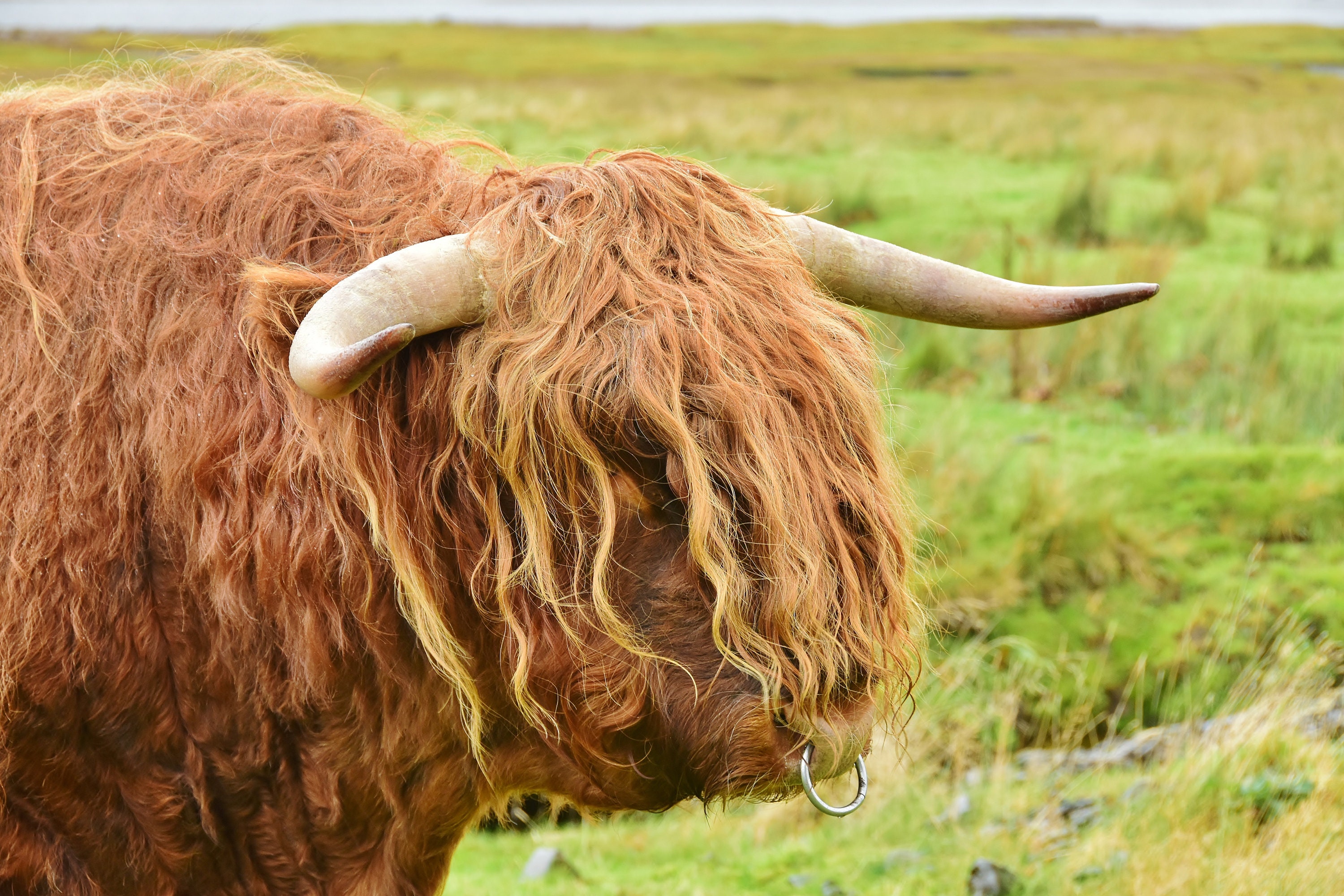 Finding Scotland's Grazing Highland Coos