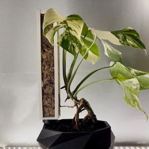 11” Root View Stackable Moss Pole 3D Printed