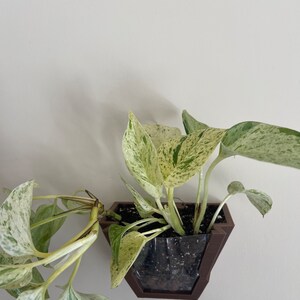 May include: A white wall with a brown wall-mounted planter with a variegated plant growing inside. The plant has green and white leaves.