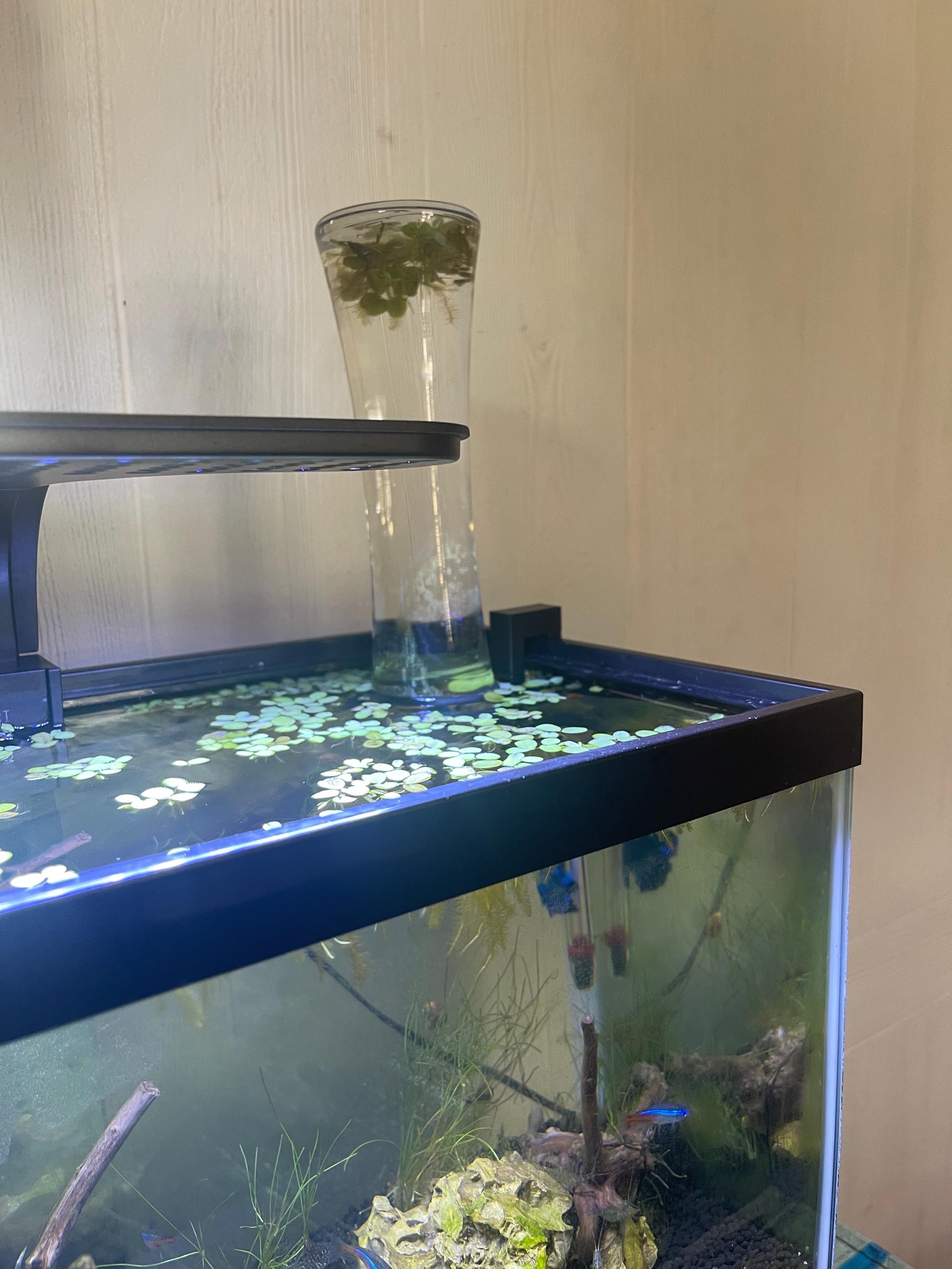 Aquarium Accessory for 5 & 10 Gallon Fish Tanks - Etsy Aquarium Accessory for 5 & 10 Gallon Fish Tanks - Etsy